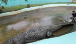 Lov na čudovišnoga krokodila
