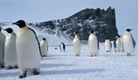 Život pingvina