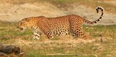 Leopardi - neprirodna priča