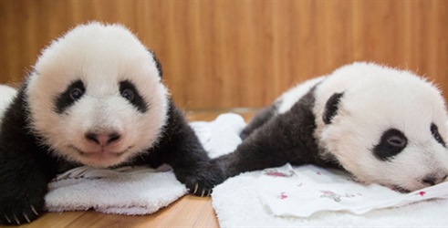 Panda bebe