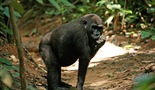 Iskonska šumska pustolovina –među gorilama