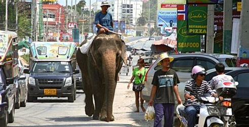 Tajlandsko naslijeđe: Vodiči slonova u Bangkoku