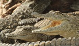 Krokodili Katume