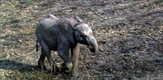 Slonovske priče