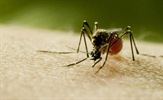 Discovery upozorava na rizik od svjetske pandemije premijerom filma "Komarci"