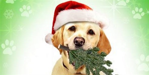 Pas koji je spasio Božić