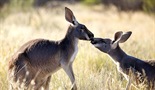 Mladunci kengura