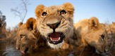 Ugroženi lavovi Afrike