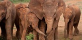 Za ljubav slonovima