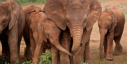 Za ljubav slonovima