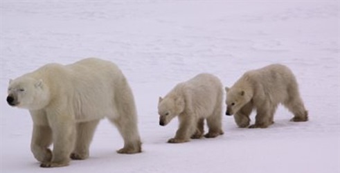 Noćni grabežljivci: Invazija polarnih medvjeda