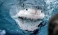 Tjedan morskih pasa (Shark Week) od 24.8. na Discovery Channelu