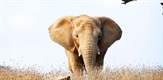 Izvinjenje slonovima