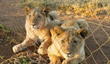 Žrtveni lavovi - Odgajani za metak