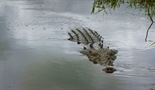 Glavni krokodil