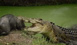 Glavni krokodil