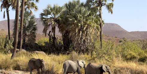 Namibija, utočište divova