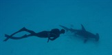 Phelps protiv morskog psa