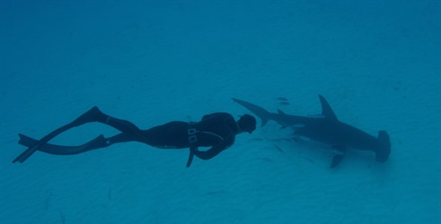 Phelps protiv morskog psa