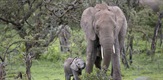Gotovo ljudski: Život slona
