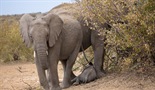 Gotovo ljudski: Život slona