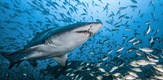 Morski psi: Grabežljivci iz dubine