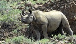 Saba i tajna nosoroga