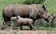 Saba i nosorogova tajna