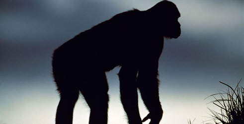 Kraljevstvo čovjekolikih majmuna: Crte bojišnice