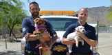 Policija za životinje - Phoenix