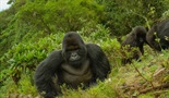 Dian Fossey: Tajne u magli