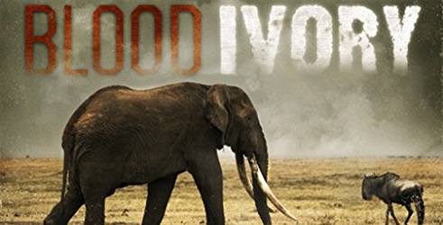 Krvava slonovača