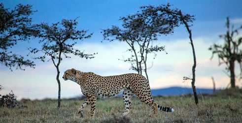 Čovjek među gepardima