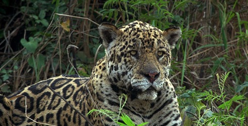 Jaguari protiv krokodila