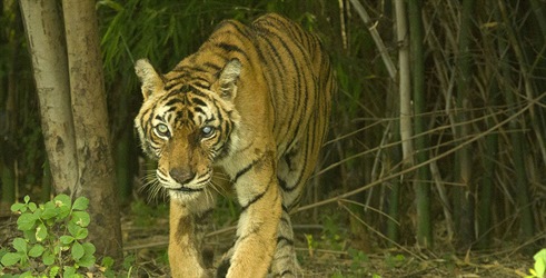 Najslavniji tigar na svijetu