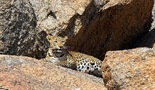 Leopardove stene