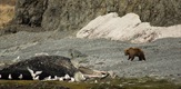 Najsmrtonosnije životinje Aljaske