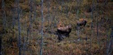 Aljaski špalir grizlija