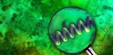 Spirulina: The Amazing Algae