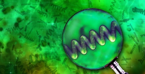 Spirulina: The Amazing Algae