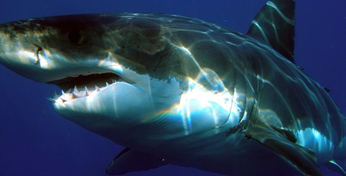 Shark Tank' protiv 'Tjedna morskih pasa'