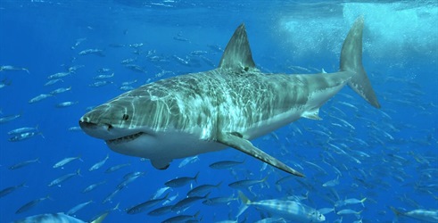 Tjedan morskih pasa: 50 najboljih ugriza