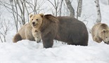 Vuk protiv medvjeda