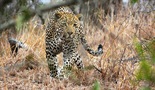 Kraljevstvo leoparda