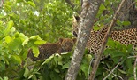 Kraljevstvo leoparda