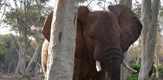 Une mémoire d'éléphant / MEMORIES OF AN ELEPHANT