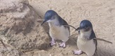 Australski patuljasti pingvin