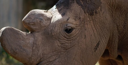 Sudan, posljednji nosorog