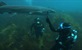 Pustolovine u australskom podmorju