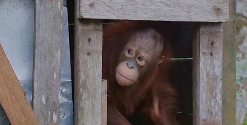 Crveni majmun: Spašavanje orangutana